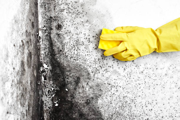Best Mold Cleaning Services  in Vineyard Haven, MA