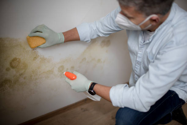 Best Crawl Space Mold Removal  in Vineyard Haven, MA