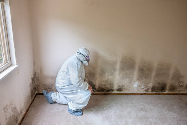 Best Same-Day Mold Removal  in Vineyard Haven, MA