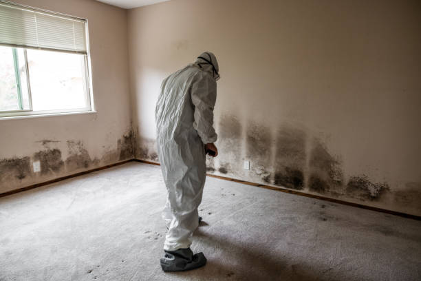Best Commercial Mold Removal  in Vineyard Haven, MA