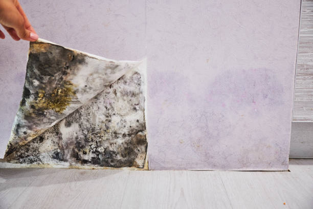 Trusted Vineyard Haven, MA Mold Removal Experts